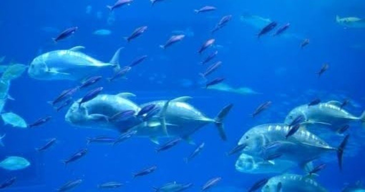 噛んで砕こう英単語 魚の名前 水島ひらいち 教養大学雑学部おバ科 Note