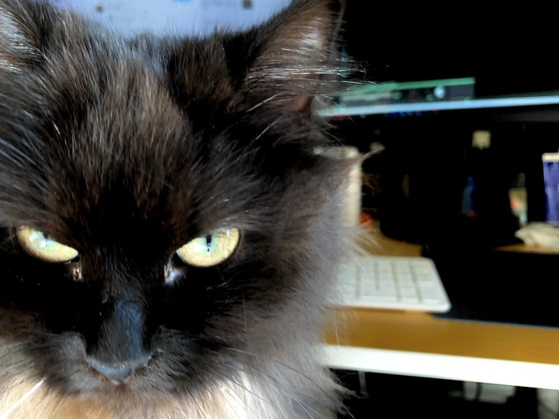 うちの猫がたまにラスボスみたいな怖い顔してる べあらび Note うちの猫がたまにラスボスみたいな怖い顔してる べあらび Note
