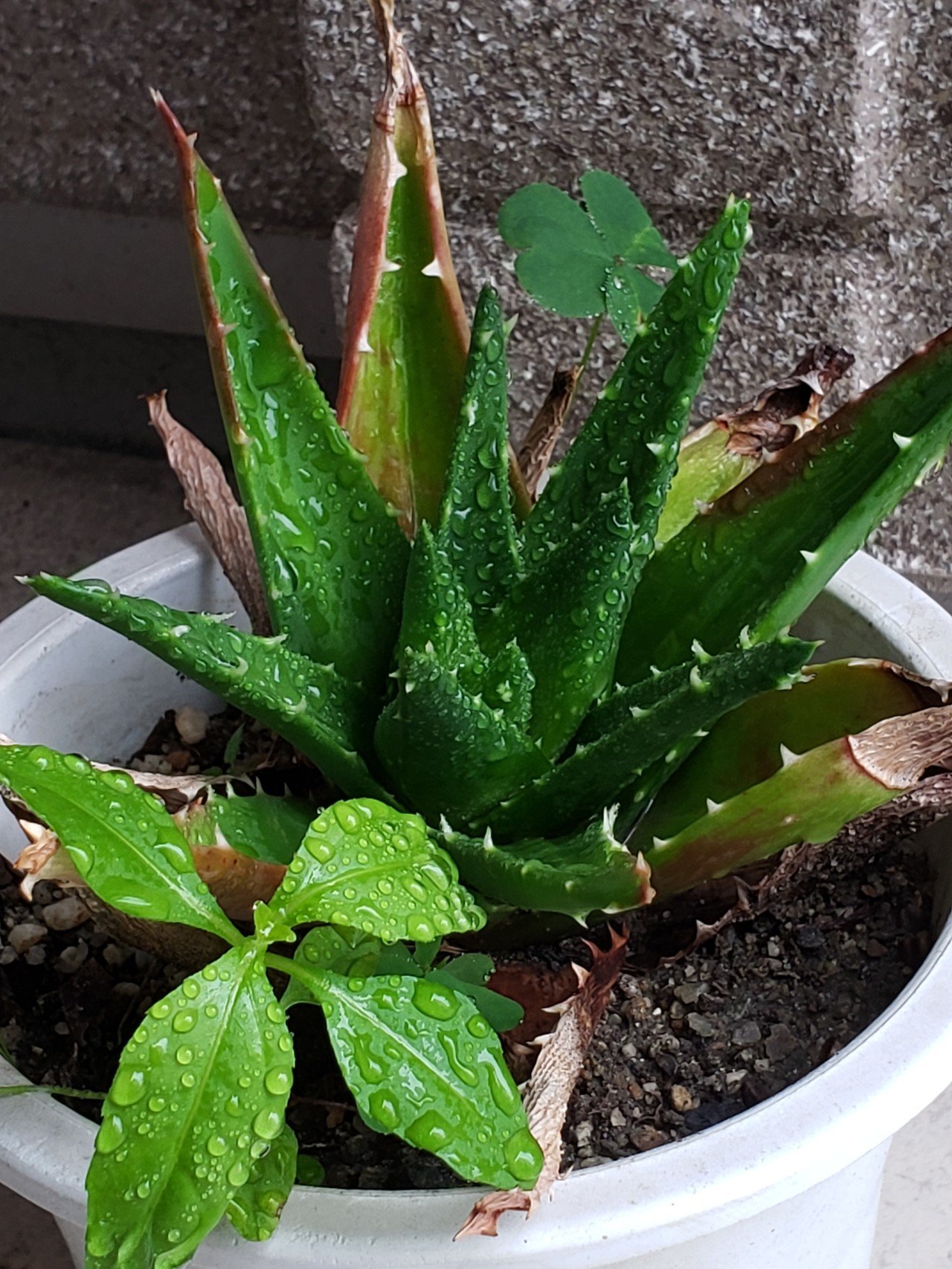 アロエ再生の記録 こんぶ堂 Note