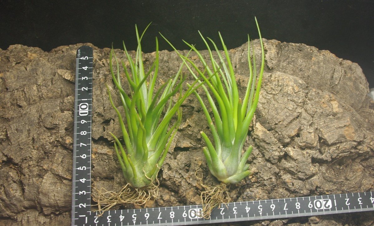 チランジア入荷リスト11/6｜NatureGarden🌿神田