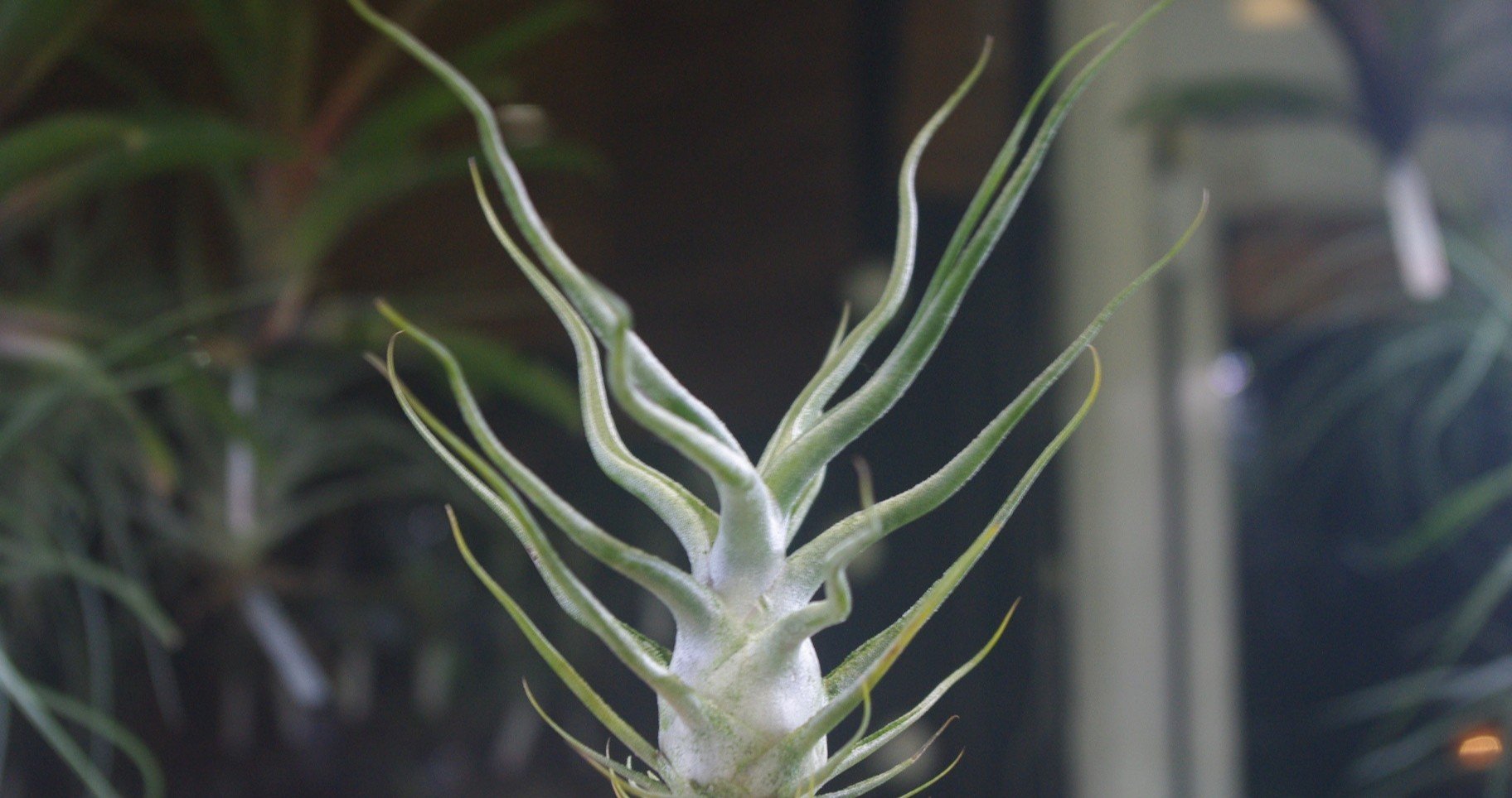 チランジア入荷リスト11/6｜NatureGarden🌿神田