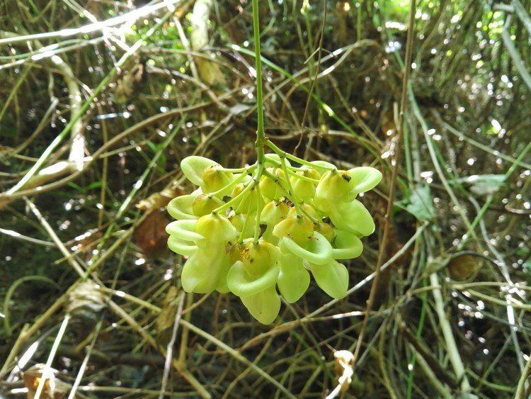 ワニグチモダマの花。
秋になればモダマの種が採れるかも、と山を切り裂いてやってきたけど、また、花だった！２サイクル目か？結実し難い種類だとゆーけど、ひとつも探せなかった！