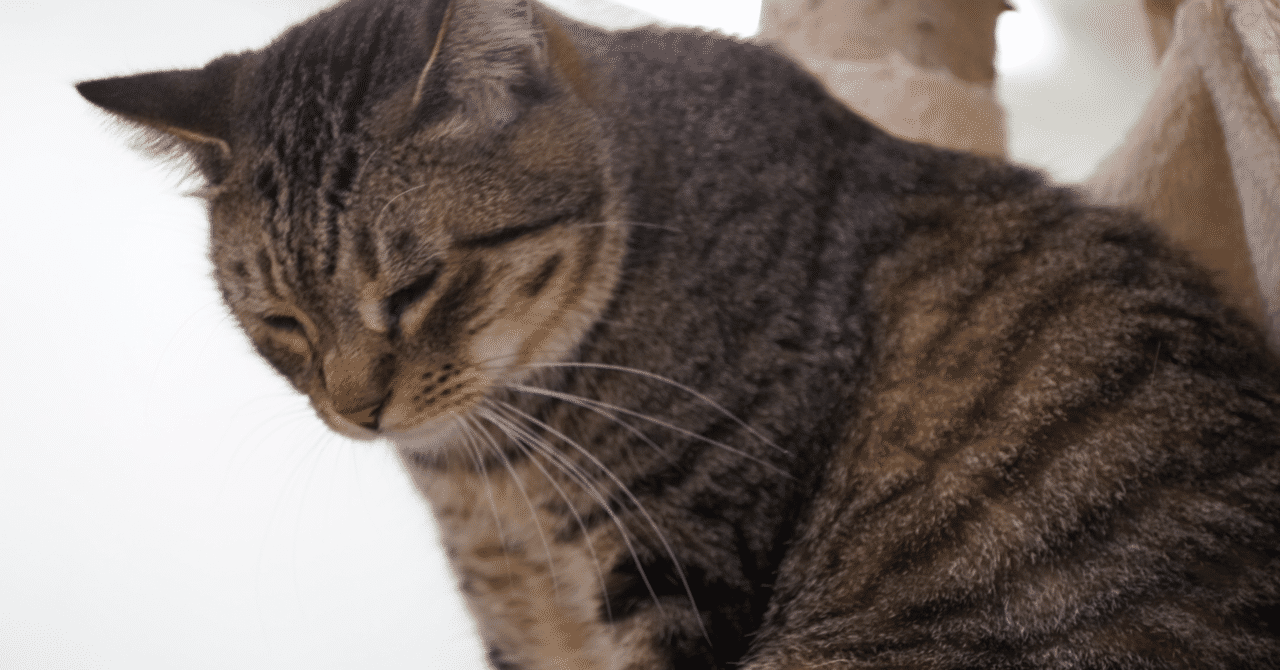 第19回マイトーク 武将の生き方 ミッチー Note