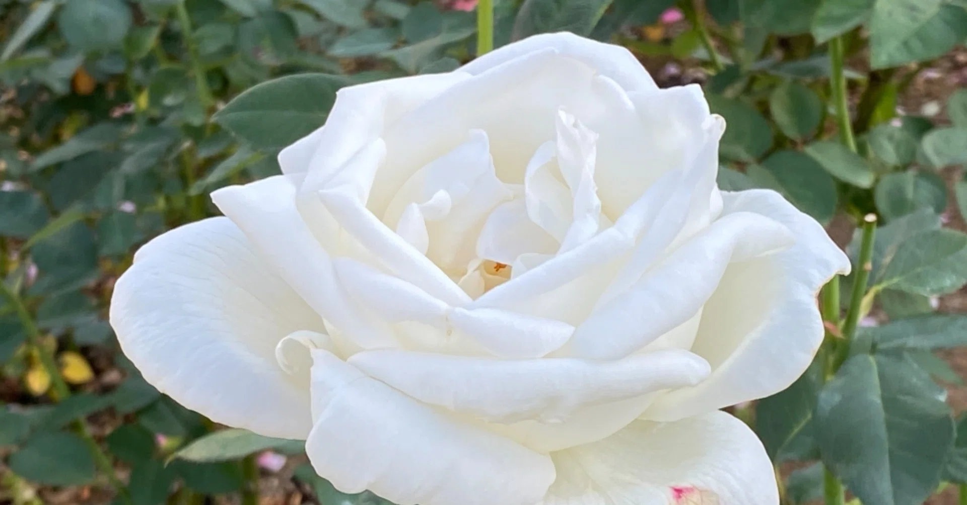 薔薇の名前('86仏/伊/西独) 薔薇の名前('86仏/伊/西独) 「薔薇の名前