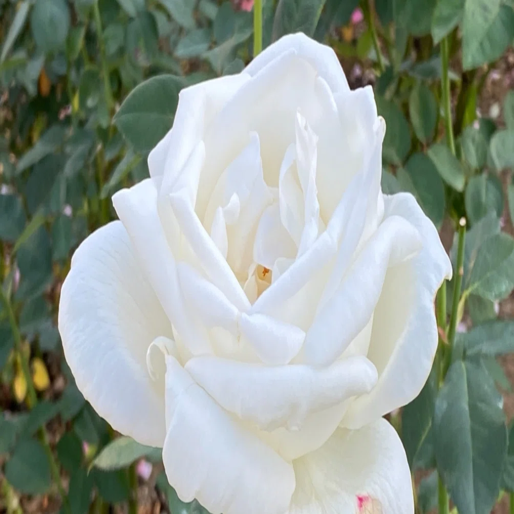 薔薇の名前 その1｜村木藤志郎