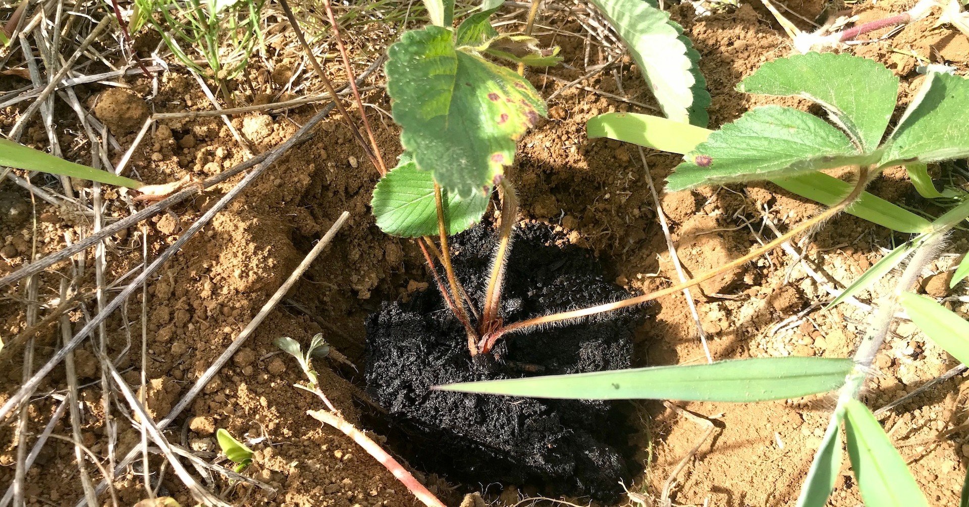 自然農 ワイルドストロベリーを植えてみた 08 27 だいじー 宮城 幸司 Note 自然農 ワイルドストロベリーを植えてみた 08 27 だいじー 宮城 幸司 Note