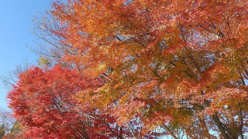 菊池渓谷ウォーキング 熊本県菊池市 In 11 15 抹茶フラペチーノ Note