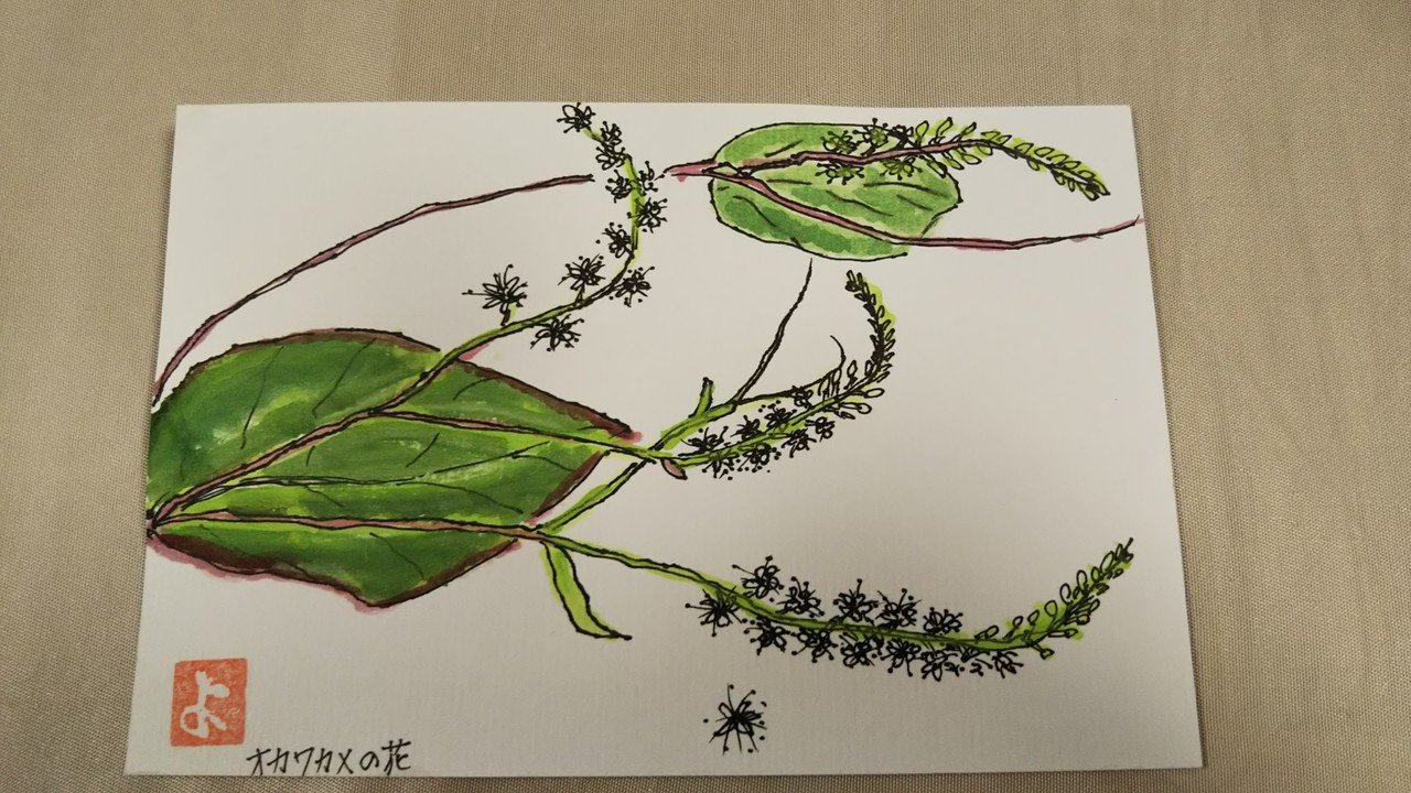 おかわかめで絵手紙を描く女性の話 門間ゆきの 名山新聞編集長 おかわかめ通信主宰 Note おかわかめで絵手紙を描く女性の話 門間ゆきの 名山新聞編集長 おかわかめ通信主宰 Note