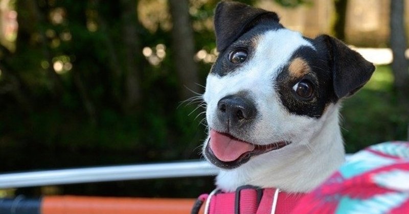 首に負担のかからないハーネスは何 小型犬のハーネスで負担が少ないものをチェック ろかく Note 首に負担のかからないハーネスは何 小型犬のハーネスで負担が少ないものをチェック ろかく Note