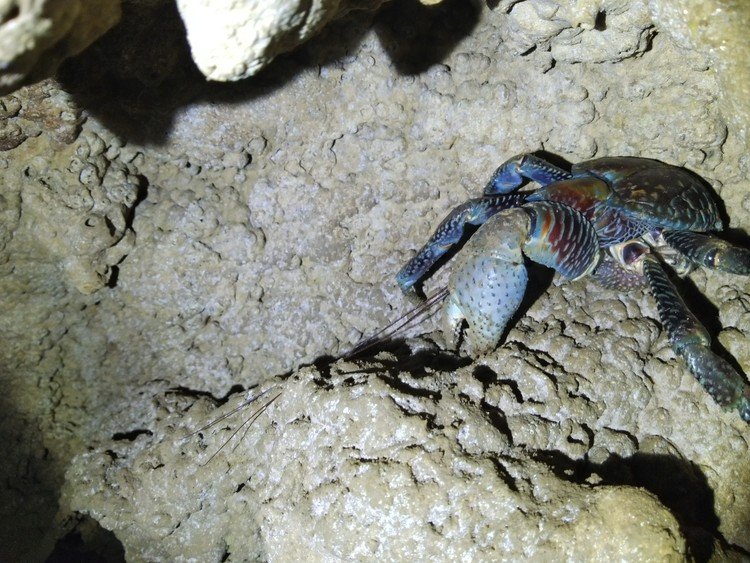 マクガン。
島ではそう呼ばれているヤシガニ。カニといっても、ヤドカリの仲間で、長年成長すれば90センチくらいにはなる奴！(そこまでデカいのはまだ見たことない、3～40センチ級はある)
こいつは10センチちょいなので可愛い。でも、ハサミは人の指など簡単に切り落とせるくらい強いのでアンタッチャブル！