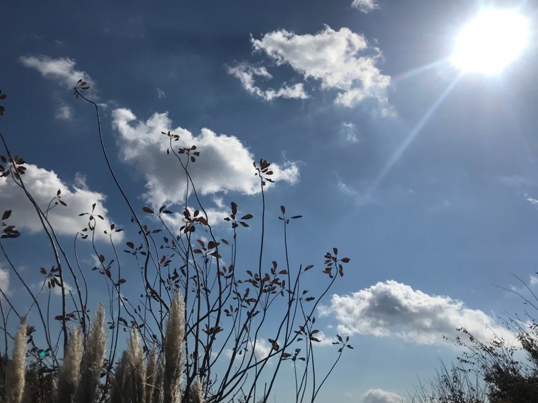 キレイ　光　ススキ　すすき　ハーブ園