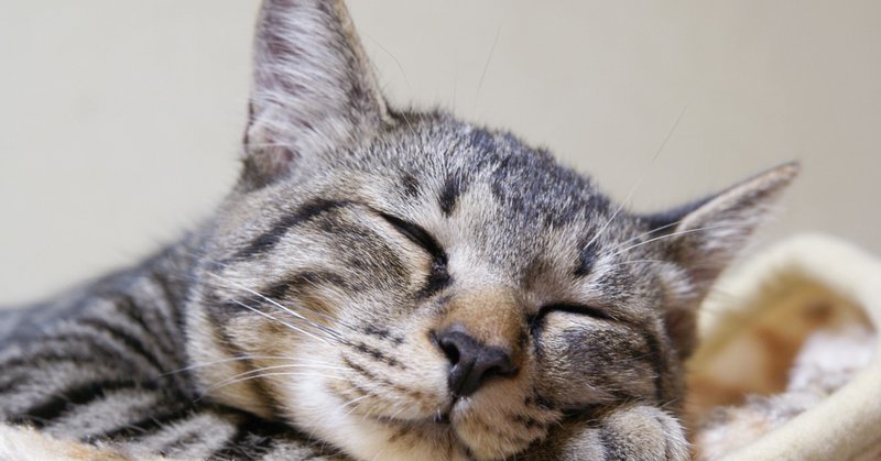 猫のブロードラインはamazon 楽天で買える ミカリン Note