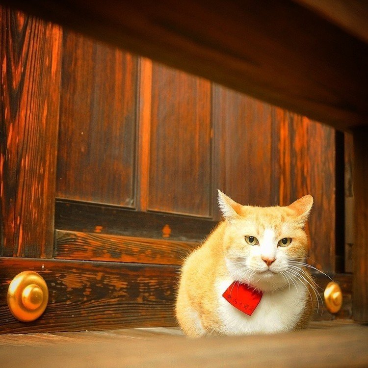 日本の古いモノがスキでよく京都へ行く。
お城や寺社仏閣に行くとよく猫会う。
猫がいる場所はイゴコチがよい。