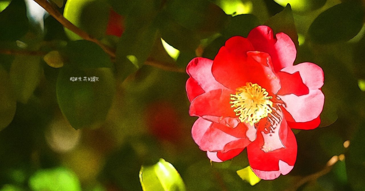 11月16日 誕生花は紅茶梅 誕生花短歌 御子柴 流歌 Note