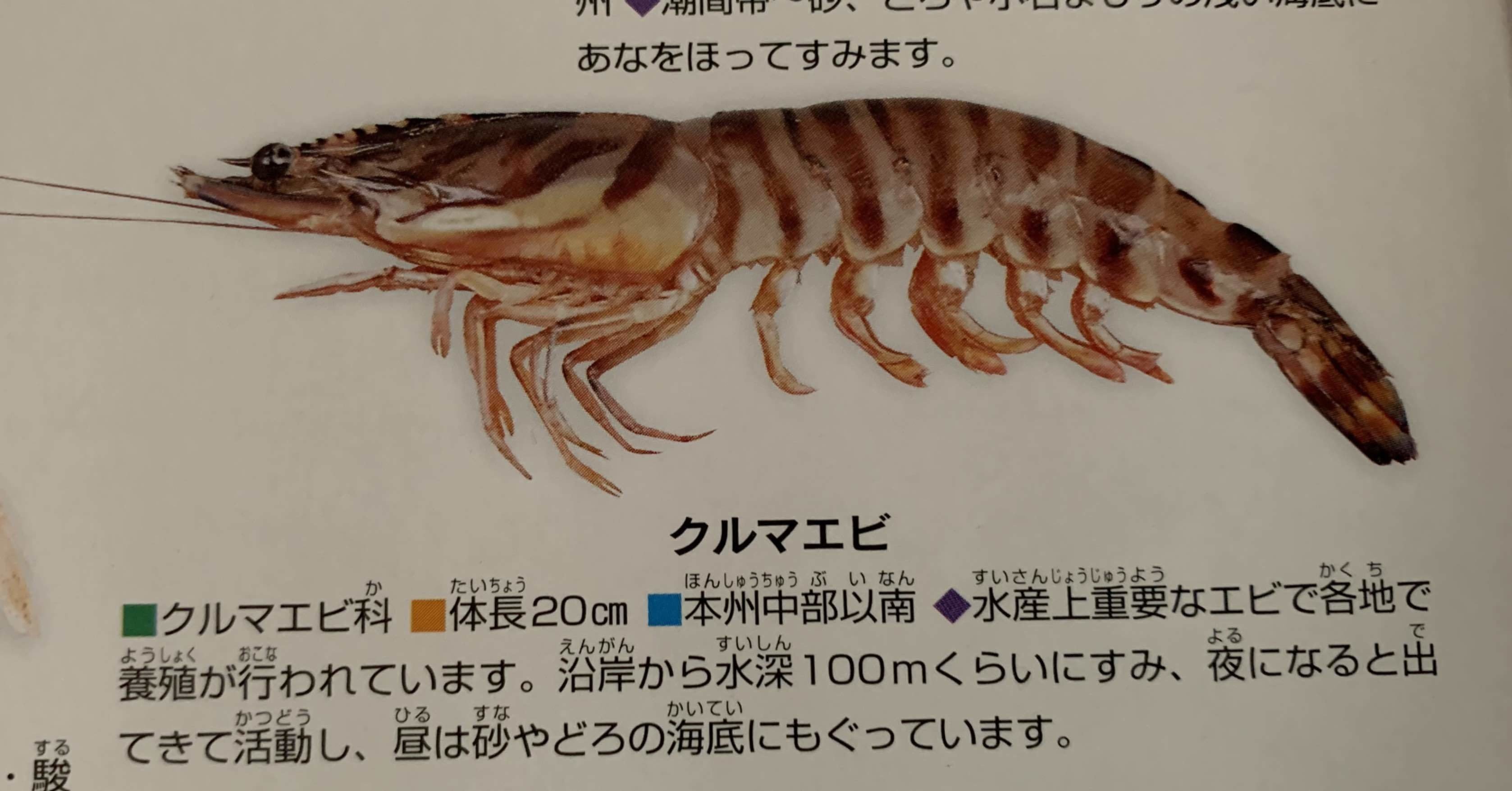 065：え？クルマエビってエビじゃないの！？｜G組飼育係