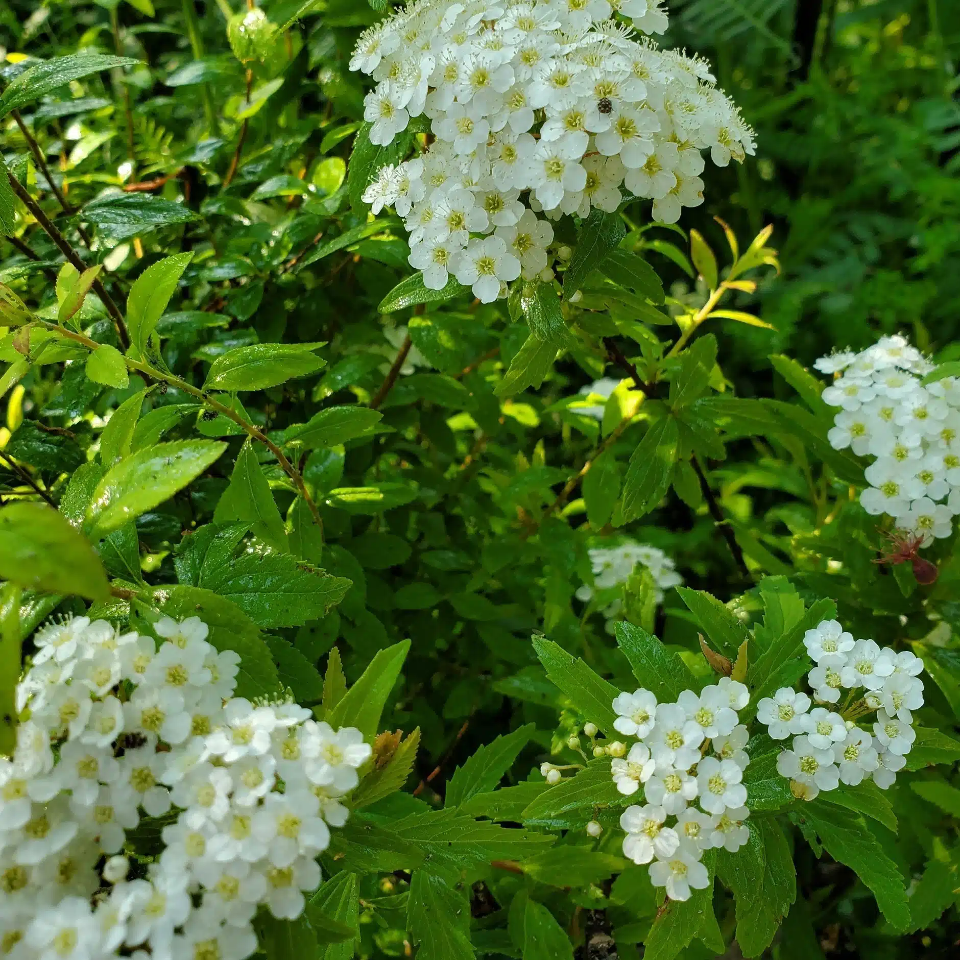あおの