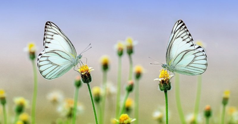 あの花 全話観たので感想 ネタバレあり のーぶる Note