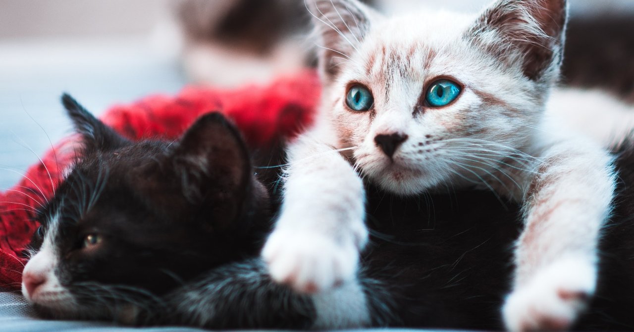 一匹 多頭飼い どっちが良い 猫編 宮本あかり わんにゃんナビ Note