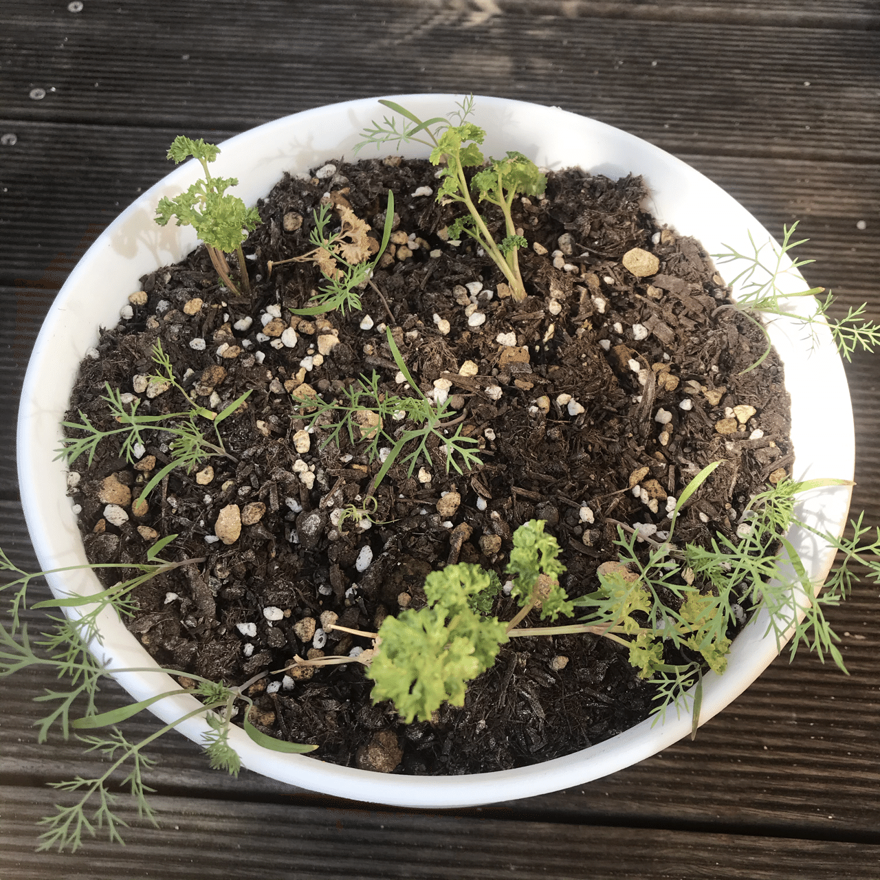 ハーブの育て方 成長記録 ディル ハーブ大学生 Note ハーブの育て方 成長記録 ディル ハーブ大学生 Note