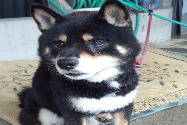 犬そうめん の新着タグ記事一覧 Note つくる つながる とどける