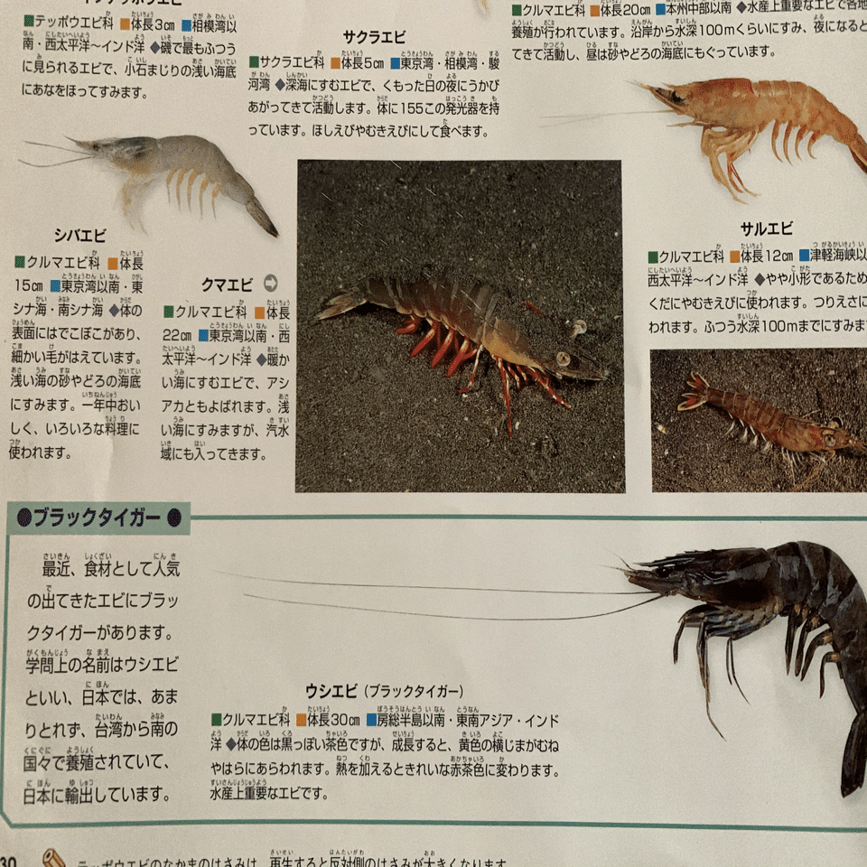 065：え？クルマエビってエビじゃないの！？｜G組飼育係
