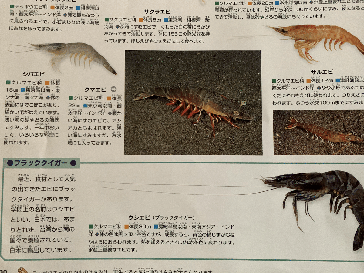生物細密画（水彩）「クルマエビ」 Amazon.co.jp: 生物細密画（水彩）「イシガニ : おもちゃ