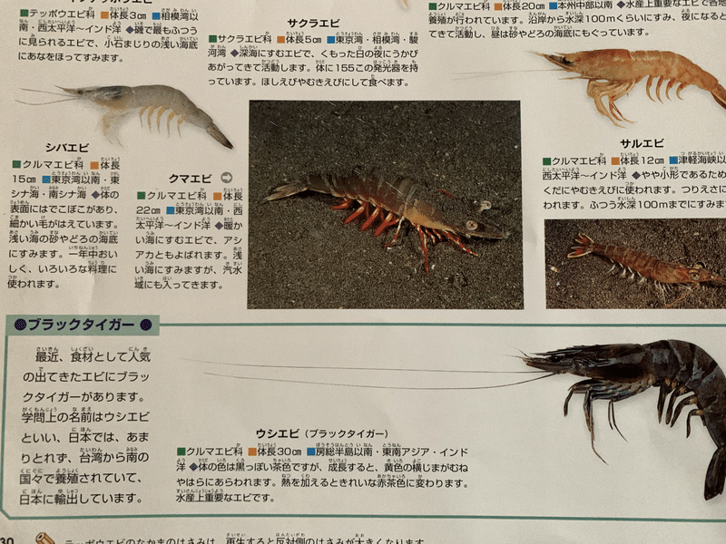 065 え クルマエビってエビじゃないの G組飼育係 Note