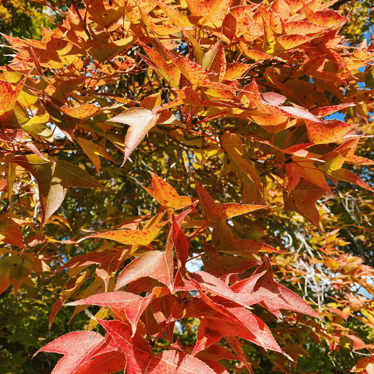 紅葉が綺麗な秋に街路樹を見上げて欲しい 四季創庭苑 日本一 人を大切にする植木屋 Note