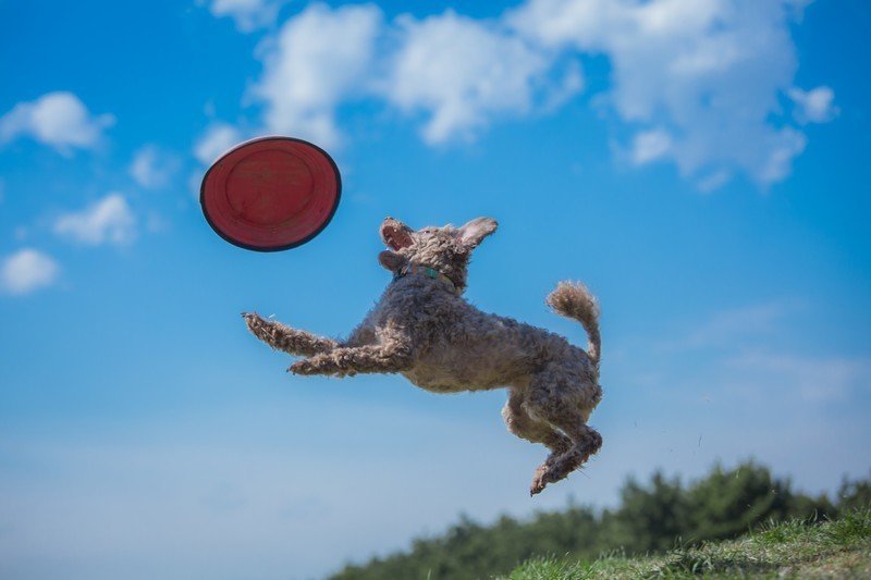 フリスピーとジャンプする犬