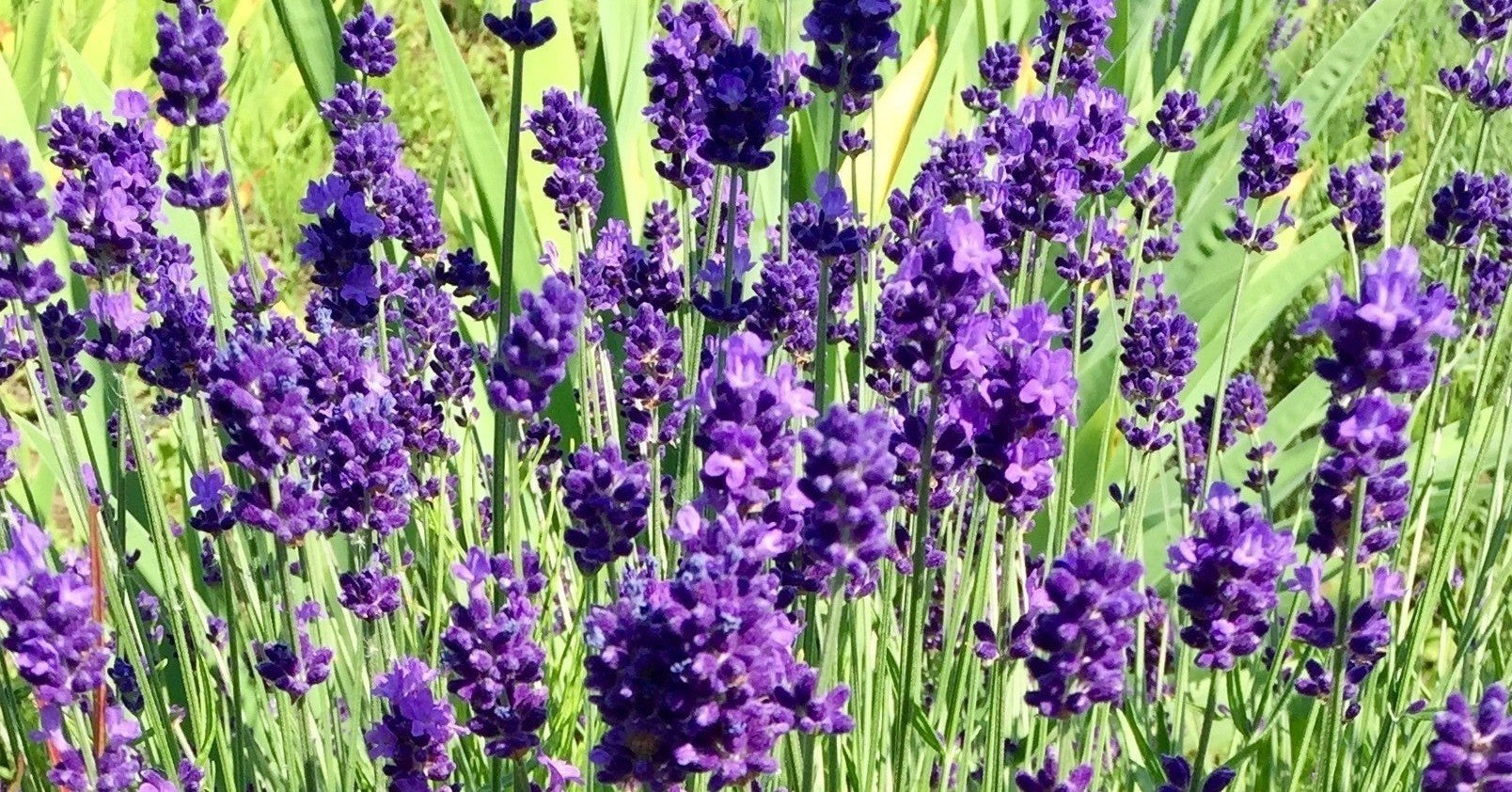 ラベンダーの香りが苦手です Hagi Note