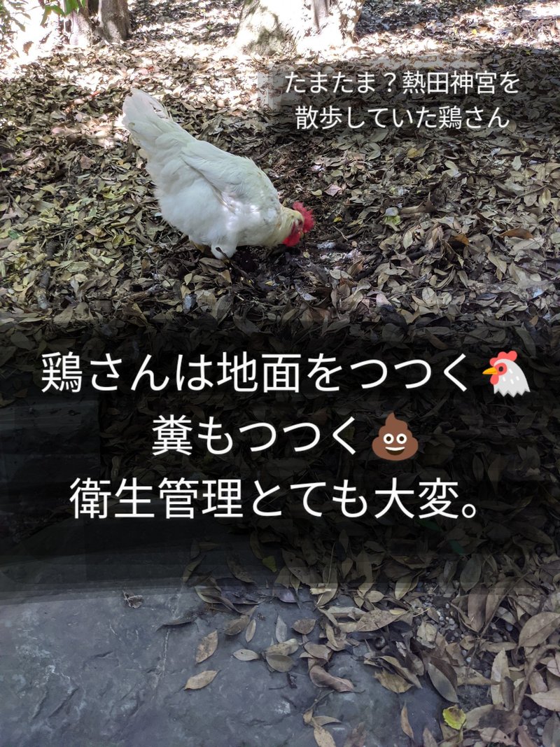 リサマイリピート ココテラス 自然派リサーチマイスター ゆっきー Note リサマイリピート ココテラス 自然派リサーチマイスター ゆっきー Note