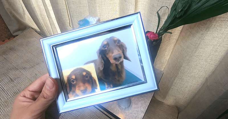 ペットロス 天国の愛犬にメッセージを送る方法 犬 ワンちゃん スピリチュアル 時雨 Note