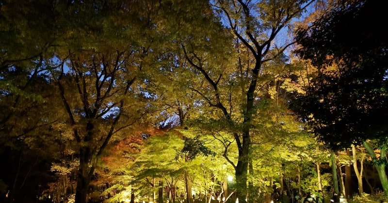 紅葉のライトアップを見に 国営武蔵丘陵森林公園 へ Aratani40jp Note