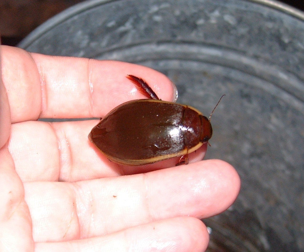 ゲンチャン｜uribouwataru