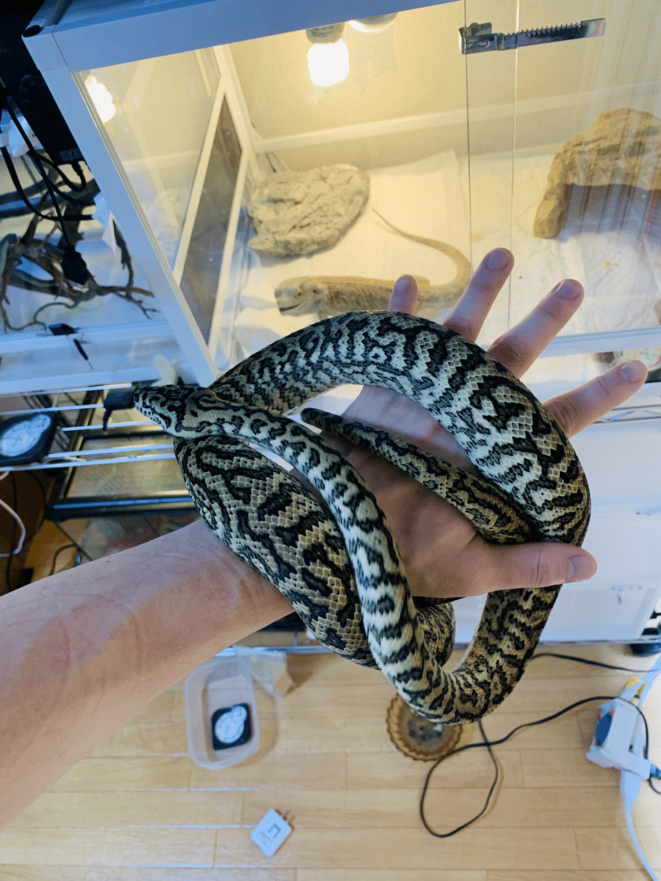 カーペットパイソン紹介、亜種とモルフについて｜コバトロ