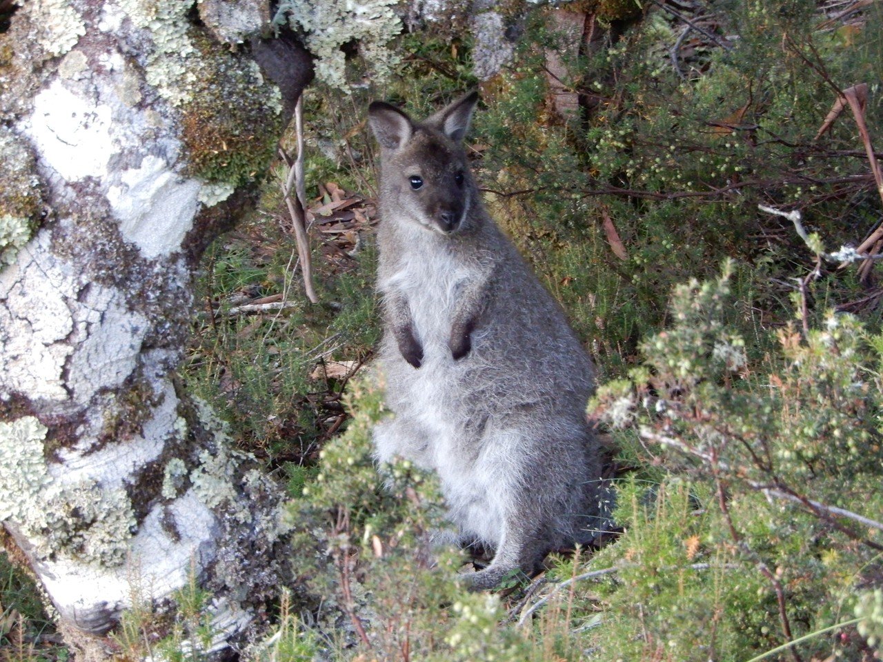 添乗員のお気に入り タスマニアの動物たち アカシアジラフ Note