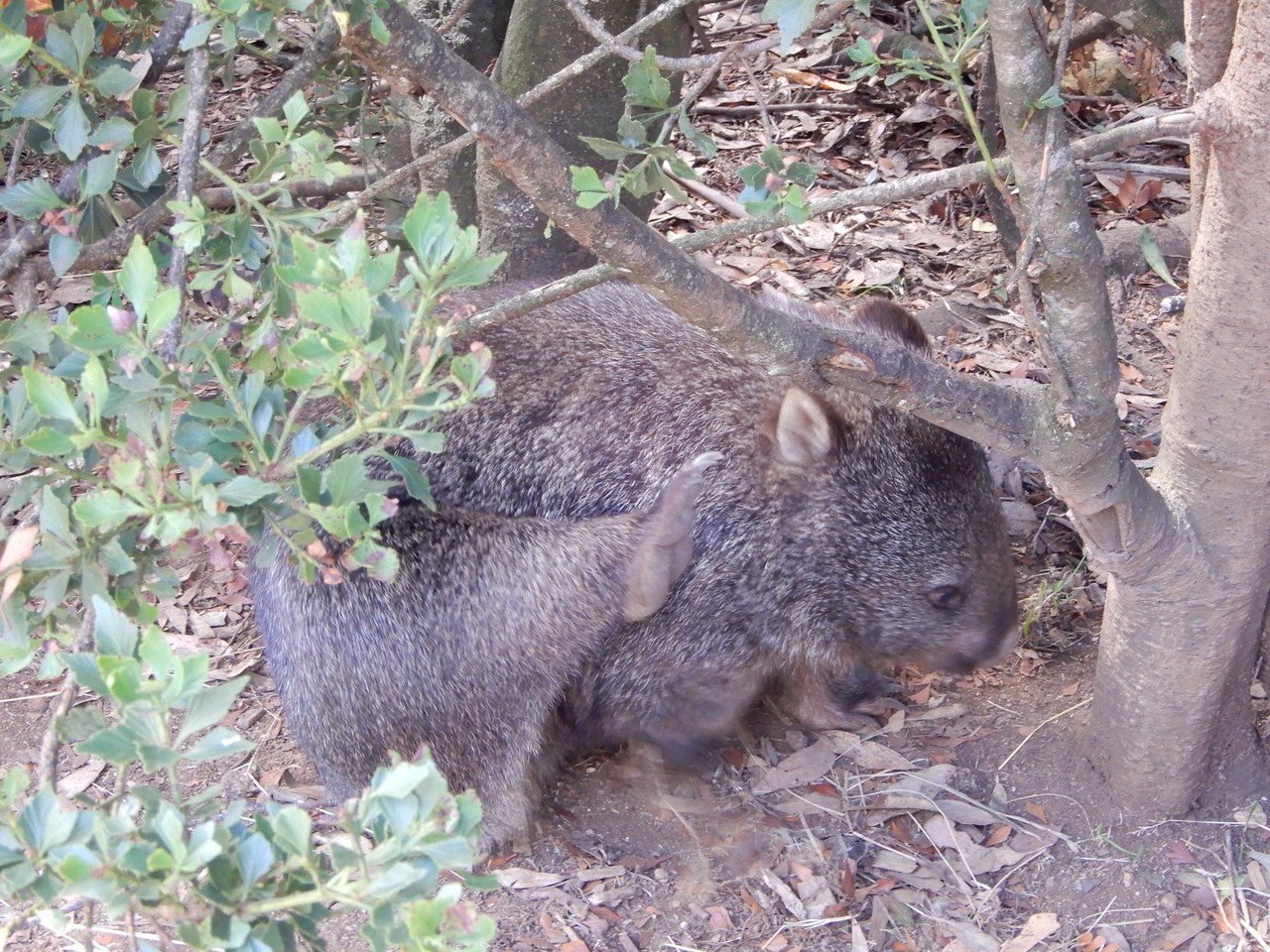 添乗員のお気に入り タスマニアの動物たち アカシアジラフ Note
