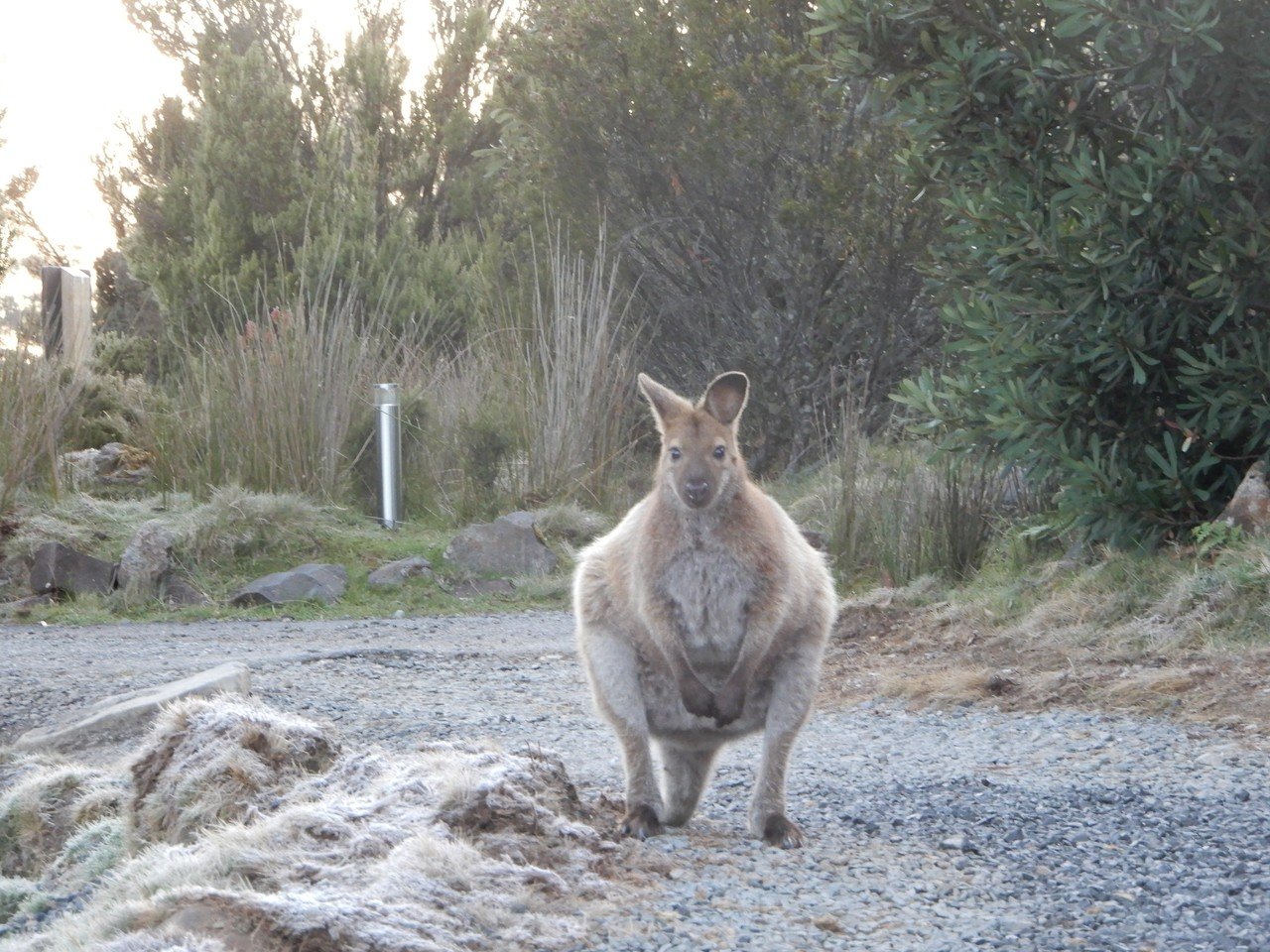 添乗員のお気に入り タスマニアの動物たち アカシアジラフ Note