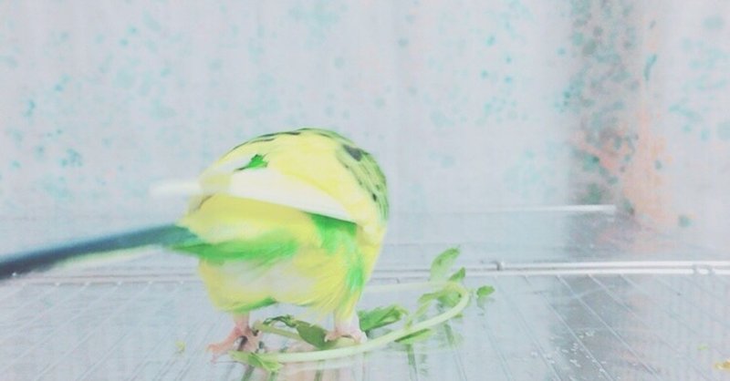 インコのかわいい白パンツのこと Chully Note