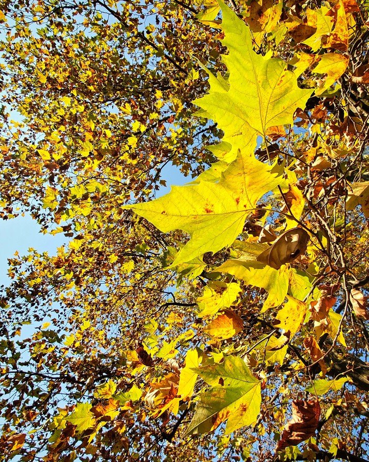 近所の森にて、スズカケに目もココロも襲撃されております。
バー！


#sky #autumn #tree #love #moritaMiW #空 #秋 #プラタナス #スズカケ