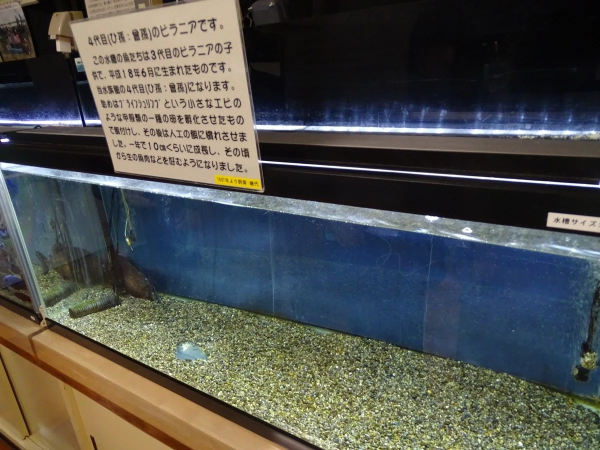 画像12