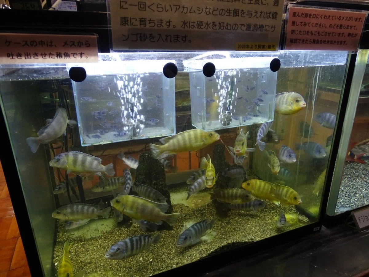画像18