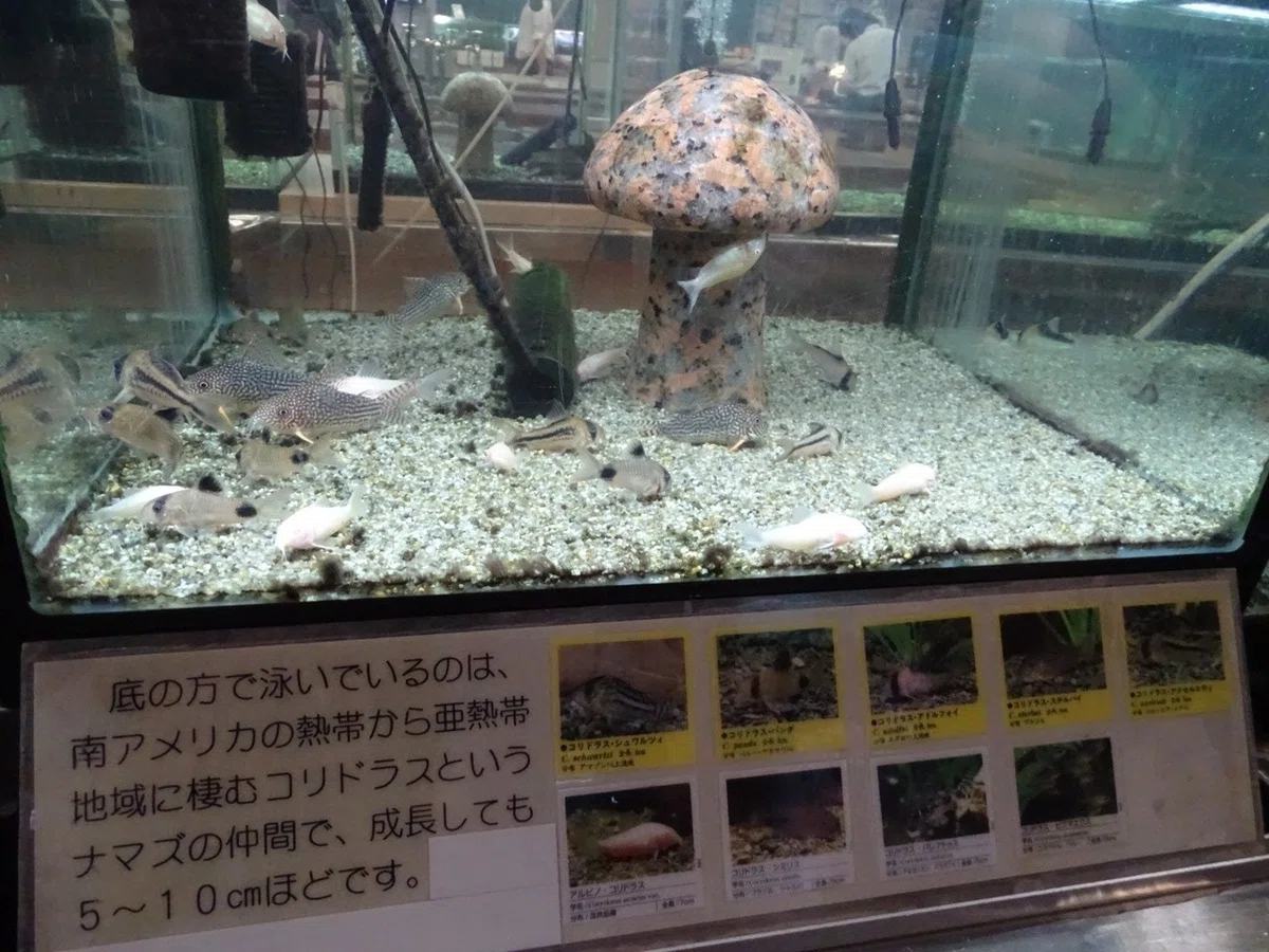 画像20