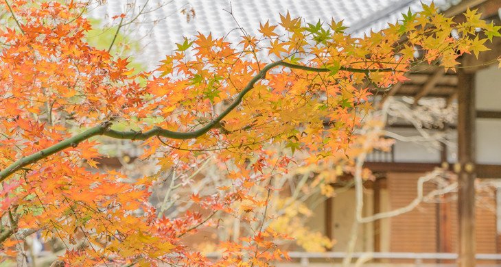 今年の紅葉を撮り逃したという事実と向き合うため、落葉後の「もみじの永観堂」へ行ってきました。