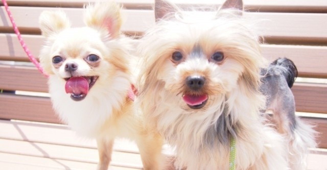 一人暮らしの人におすすめの犬種 犬の飼い主サポートのplam Note