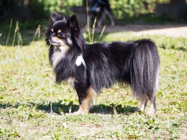 一人暮らしの人におすすめの犬種 犬の飼い主サポートのplam Note 一人暮らしの人におすすめの犬種 犬の飼い主サポートのplam Note