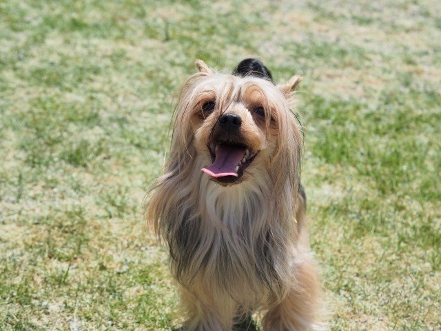 一人暮らしの人におすすめの犬種 犬の飼い主サポートのplam Note 一人暮らしの人におすすめの犬種 犬の飼い主サポートのplam Note