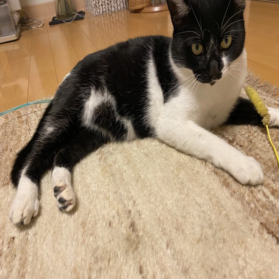 お腹にハート♥️なウチの猫｜読む猫