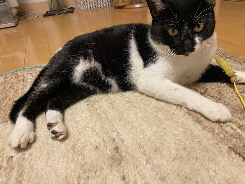 お腹にハート なウチの猫 読む猫 Note