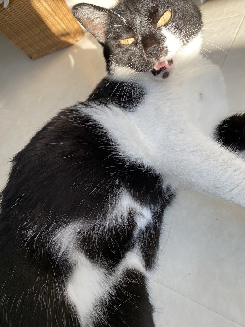 お腹にハート なウチの猫 読む猫 Note